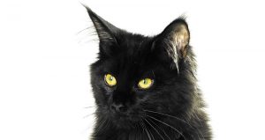 Scontorno gatto